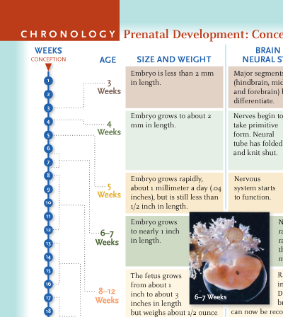 PRENATAL DEVELOPMENT